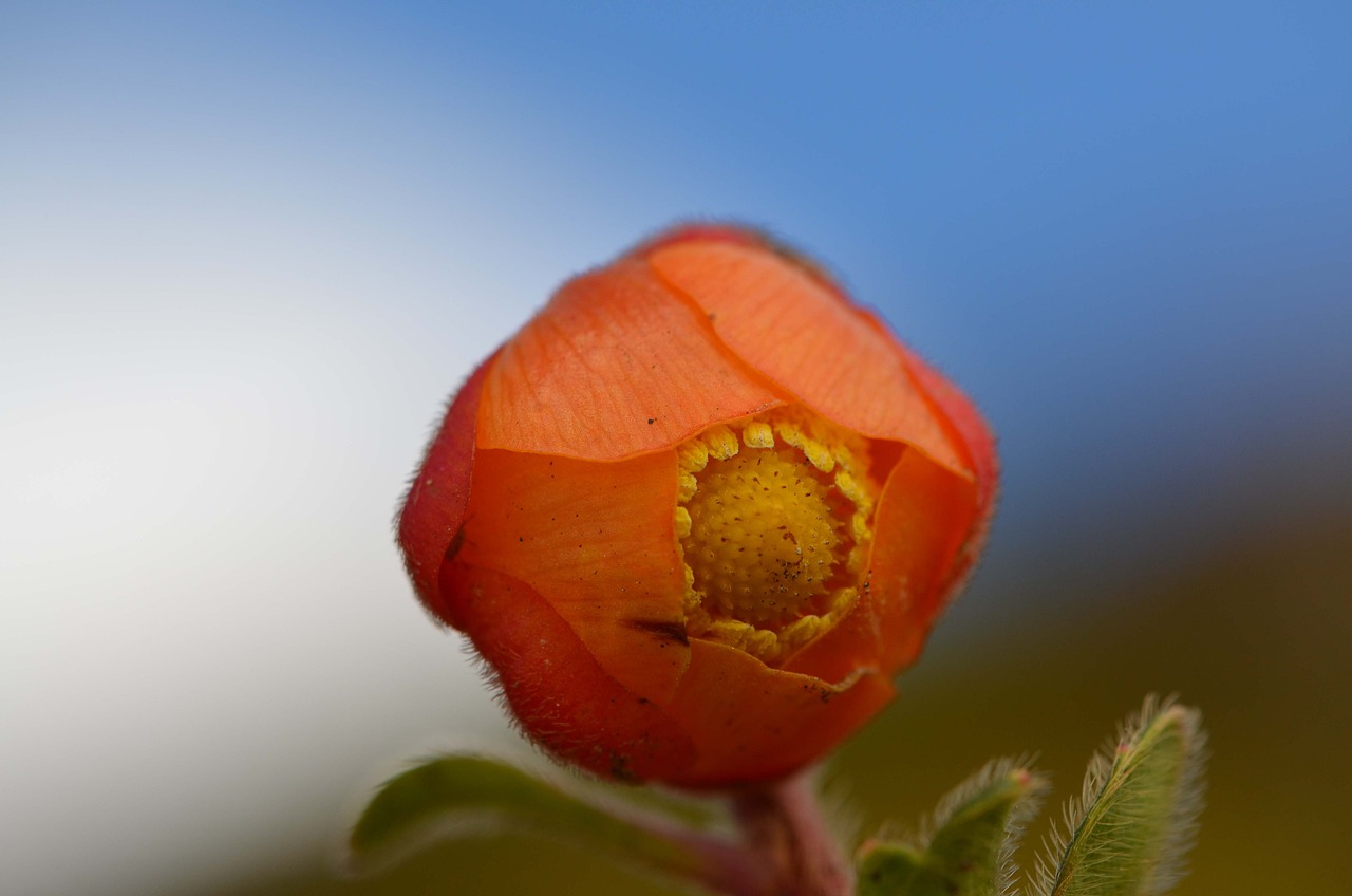 How Technology is Transforming Biodiversity Conservation